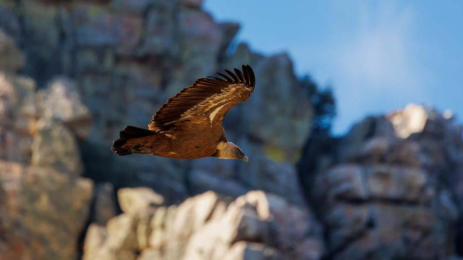 Griffon Vulture
