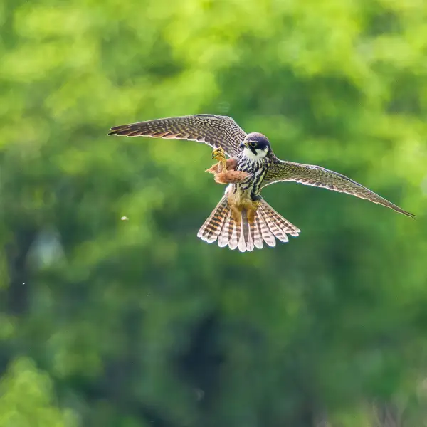 Hobby